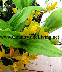 Орхидея ликасте ароматная (Lycaste aromatica) Орхидея ликасте ароматная (Lycaste aromatica)