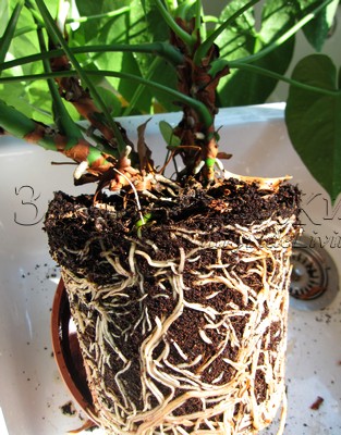Антуриум андре, корни, пересадка (Anthurium andreanum) Антуриум андре, корни, пересадка (Anthurium andreanum)