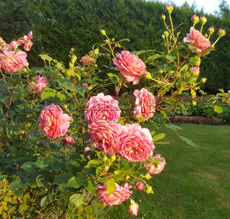 Английские розы Дэвида Остина. Роза Джубили Селебрейшн в лучах закатного солнца в моем саду