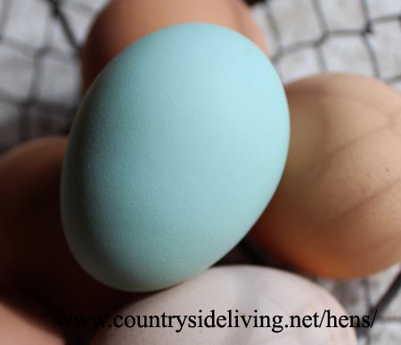 Голубое яйцо курицы породы колумбина (кросс арауканы) рядом с 'обычными' бежевыми яйцами из магазина