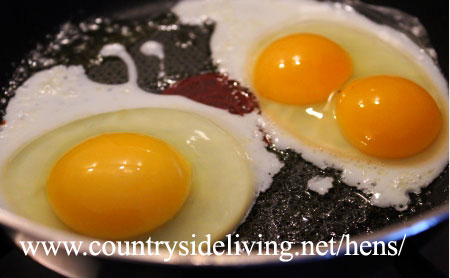 Яйцо с двумя желтками (двойной желток в курином яйце)