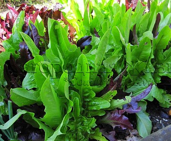 Как вырастить салат из покупного в магазине. Высаженный в огород молодой салат через 2 недели
