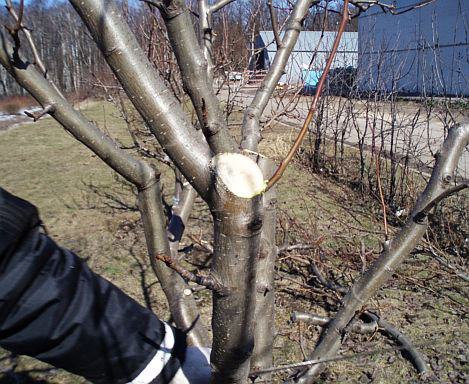 http://www.countrysideliving.net/img/articles/Pruning-Pear-tree2.jpg