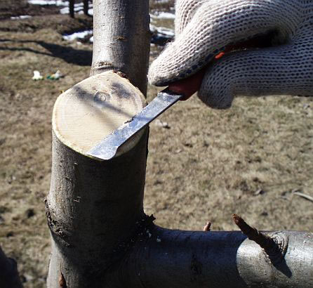 http://www.countrysideliving.net/img/articles/Pruning-Pear-tree3.jpg