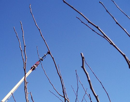 http://www.countrysideliving.net/img/articles/Pruning-Pear-tree4.jpg