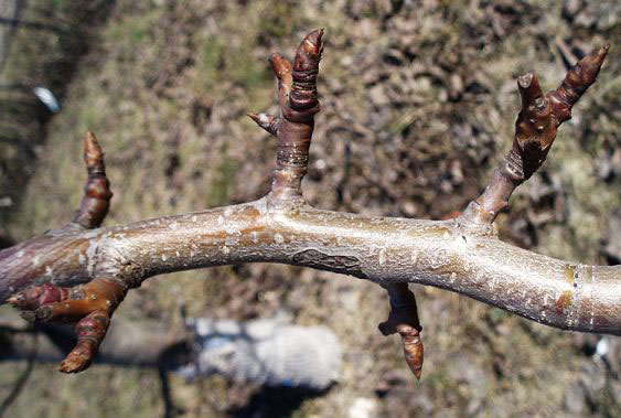 http://www.countrysideliving.net/img/articles/Pruning-Pear-tree5.jpg