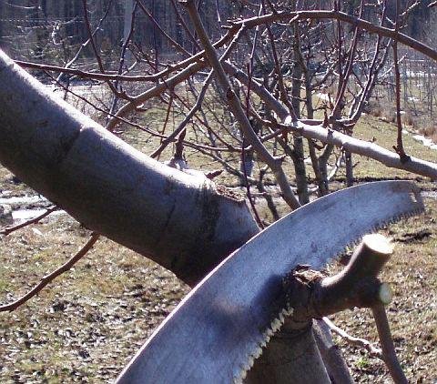 http://www.countrysideliving.net/img/articles/Pruning-Pear-tree6.jpg