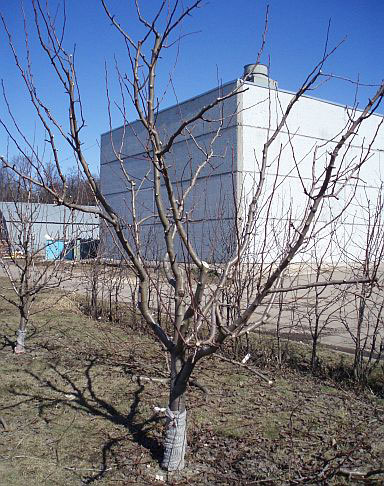 http://www.countrysideliving.net/img/articles/Pruning-Pear-tree_after.jpg