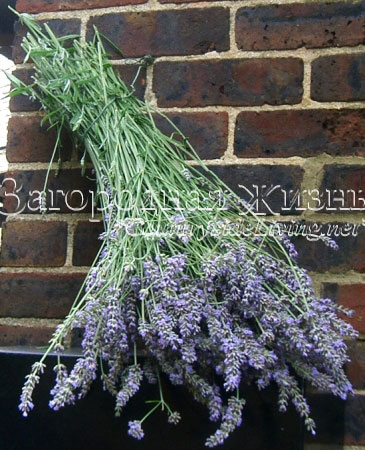 http://www.countrysideliving.net/img/at-home/dry-flowers_lavender.jpg