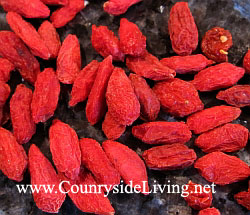 ����� ����� (Goji Berries). �������� ���������������