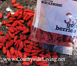 ����� ����� (Goji Berries). �������� ���������������