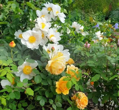 Пионы гималайские эмоди и роза Молинье (Molineux) в нашем саду. Прекрасное сочетание!