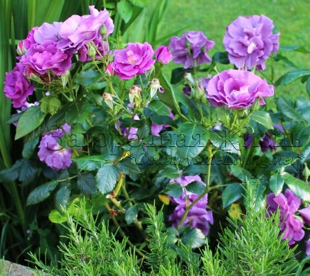 Роза "Голубая рапсодия" в моем саду
