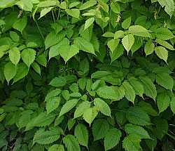Арункус/Волжанка-растение тенистой зоны Aruncus_leaves