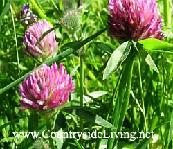 http://www.countrysideliving.net/img/plants/Clover_pink.jpg