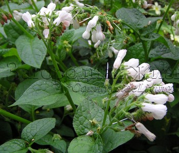 http://www.countrysideliving.net/img/plants/Comfrey_Green-Manure.jpg