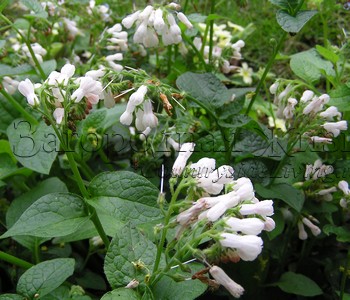 http://www.countrysideliving.net/img/plants/Comfrey_Green-Manure2.jpg