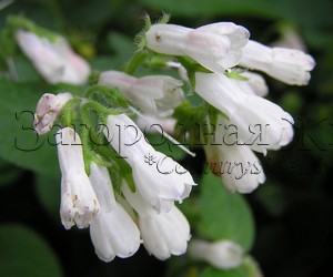 http://www.countrysideliving.net/img/plants/Comfrey_Green-Manure_cl.jpg