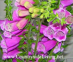 Наперстянка пурпурная (пурпуровая, дигиталис, Digitalis purpurea)