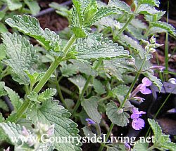 Кошачья мята, котовник (Nepeta cataria)