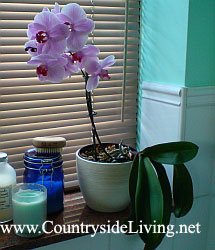 Комнатные растения в ванной. Фаленопсис (орхидея) в моей ванной