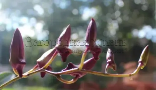 Орхидея дендробиум. Бутоны Орхидея дендробиум. Бутоны