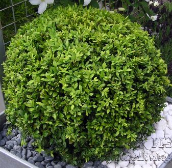 Фото. Самшит вечнозеленый (Buxus sempervirens).