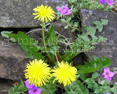 Сорняк растение одуванчик обыкновенный (Taraxacum officinale) Сорняк растение одуванчик обыкновенный (Taraxacum officinale)