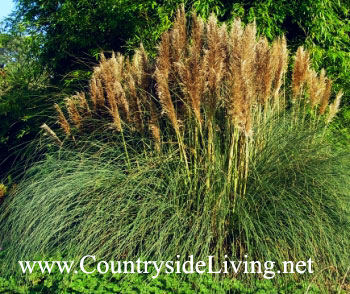 Кортадерия селло, пампасная трава (Cortaderia selloana) Кортадерия селло, пампасная трава (Cortaderia selloana)