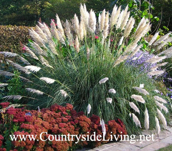 Кортадерия селло, пампасная трава (Cortaderia selloana) Кортадерия селло, пампасная трава (Cortaderia selloana)