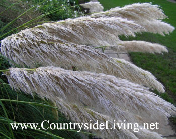 Кортадерия селло, пампасная трава (Cortaderia selloana) Кортадерия селло, пампасная трава (Cortaderia selloana)