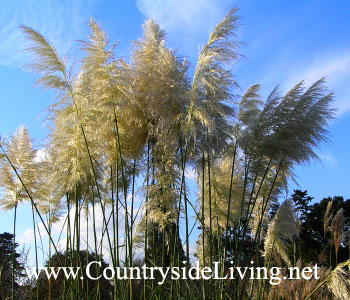 Кортадерия - пампасная трава (Cortaderia). Кортадерия селло