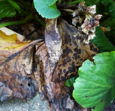 Фото. Сухие листья бадана толстолистного - сырье для сибирского чая (монгольского чая) Фото. Сухие листья бадана толстолистного - сырье для сибирского чая (монгольского чая)