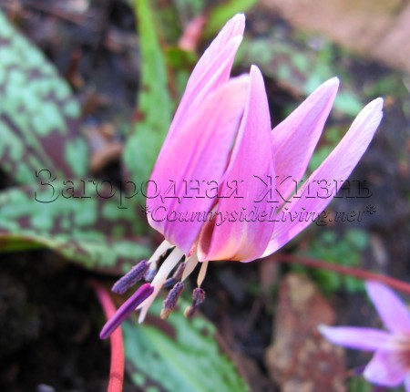 Кандык (эритрониум) в саду, февраль. Весенние первоцветы (Erythronium dens-canis) Кандык (эритрониум) в саду, февраль. Весенние первоцветы (Erythronium dens-canis)