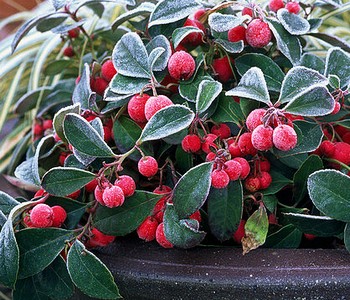 Гаультерия лежачая 'Рождественские ягоды' - декоративный ягодный кустарник