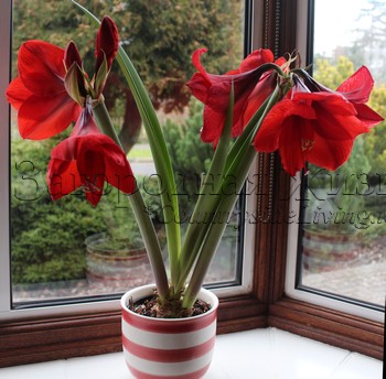 Гиппеаструм 'Роял ред' (Hippeastrum 'Royal red') у меня дома Гиппеаструм 'Роял ред' (Hippeastrum 'Royal red') у меня дома