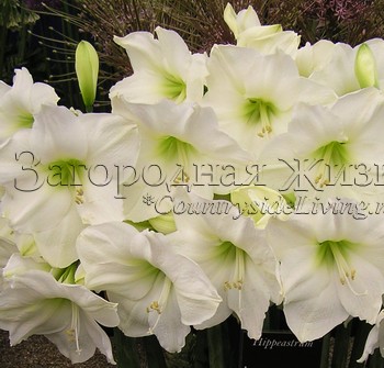 Гиппеаструм 'Кристмас гифт' (Hippeastrum 'Christmas gift') Гиппеаструм 'Кристмас гифт' (Hippeastrum 'Christmas gift')