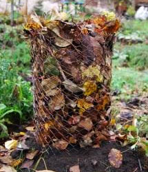 Гортензия - зимнее укрытие сухими листьями в открытом грунте