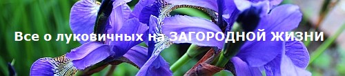 Все о луковичных на сайте ЗАГОРОДНАЯ ЖИЗНЬ Все о луковичных на сайте ЗАГОРОДНАЯ ЖИЗНЬ