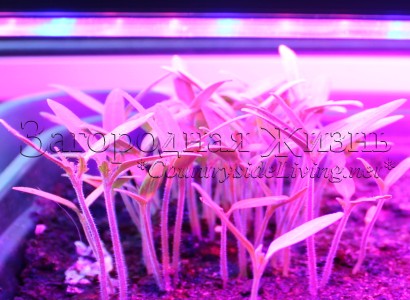 Подсветка рассады фитолампой - лампой для растений