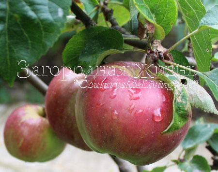 Август, яблоки