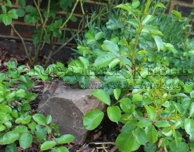 Размножение роз воздушными отводками. Роза сорта Соммервинд (Surrey, Sommerwind) Размножение роз воздушными отводками. Роза сорта Соммервинд (Surrey, Sommerwind)
