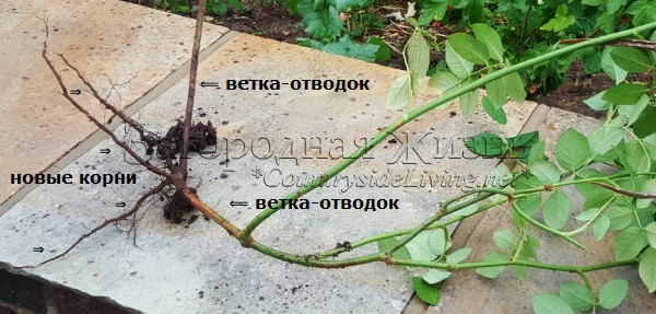 Размножение роз воздушными отводками. Укоренившийся отводок английской розы Albrighton Rambler Размножение роз воздушными отводками. Укоренившийся отводок английской розы Albrighton Rambler