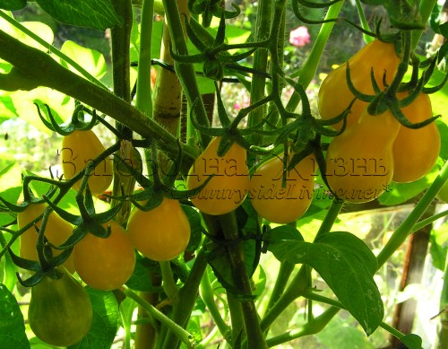 Томаты Медовая капля - сладкие желтые помидоры черри. Индетерминантный сорт