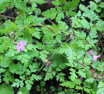 Сорняк герань Роберта (Geranium robertianum, Robertiella robertiana) - сорная трава