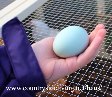 Голубое яйцо курицы породы колумбина (кросс арауканы)
