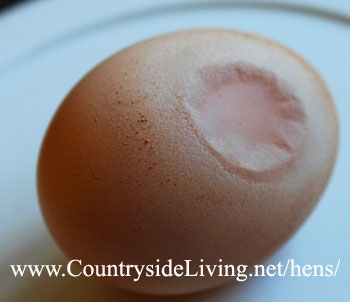 Яйцо с мягкой скорлупой. Проблемы с яйценоскостью у кур несушек