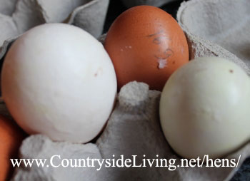 Долгое хранение свежих яиц. Как сохранить яйца на зиму