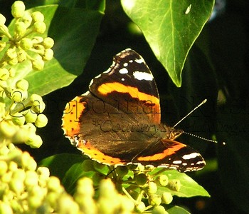 Бабочка на плюще в нашем саду