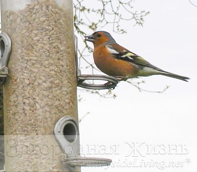 Зяблик в моем саду (Fringilla coelebs). Птицы в саду